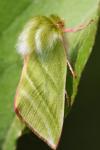 Pseudoips prasinanus