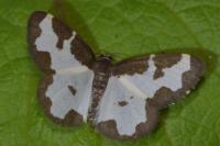 Lomaspilis marginata