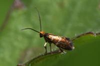 Micropterix aruncella