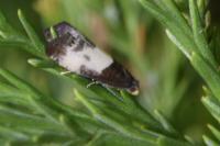 Notocelia cynosbatella