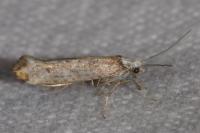 Pseudoswammerdamia combinella