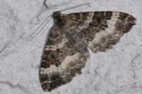 Epirrhoe alternata