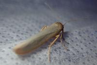 Eilema caniola
