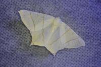 Ourapteryx sambucaria