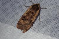 Noctua pronuba