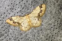 Idaea trigeminata
