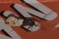 Trichophaga tapetzella