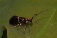 Micropterix aruncella