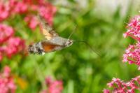 Macroglossum stellatarum