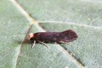 Cephimallota crassiflavella