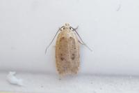 Agonopterix irrorata