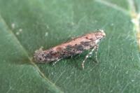 Scrobipalpa ocellatella