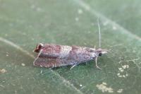 Dichrorampha acuminatana