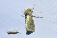 Diachrysia chrysitis/stenochrysis