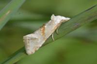 Cochylimorpha straminea