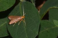 Eurodachtha pallicornella