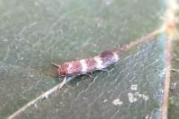 Elachista littoricola