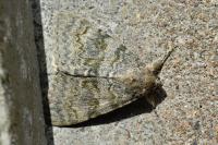 Catocala elocata