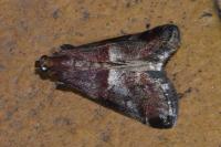 Acrobasis marmorea