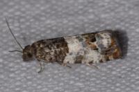 Notocelia trimaculana