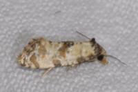 Cochylis molliculana