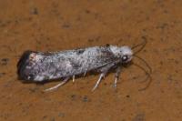 Paraswammerdamia albicapitella