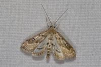 Parapoynx stratiotata