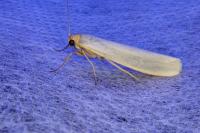 Eilema caniola