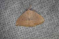 Watsonalla binaria/uncinula