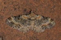 Eupithecia pulchellata