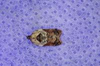 Acleris variegana