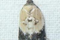 Acleris variegana