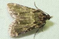 Aglossa caprealis