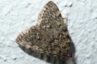 Aglossa pinguinalis