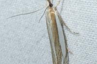 Crambus pascuella