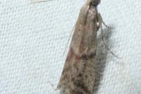 Ephestia