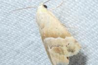 Eublemma parva