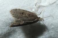 Luquetia lobella