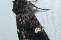 Melanchra persicariae