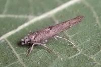 Zelleria oleastrella