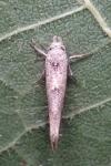Zelleria oleastrella