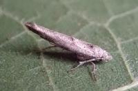 Zelleria oleastrella