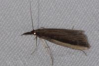 Donacaula mucronella