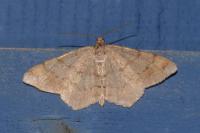 Macaria liturata