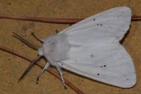 Spilosoma urticae