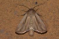 Leucania comma