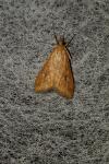 Udea ferrugalis