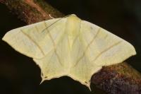 Ourapteryx sambucaria