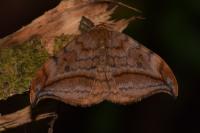 Drepana curvatula