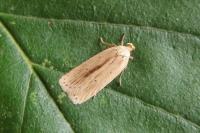 Agonopterix pallorella